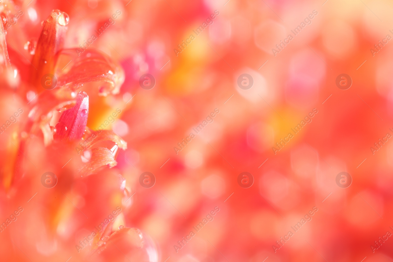 Photo of Beautiful flower with water drops, macro view