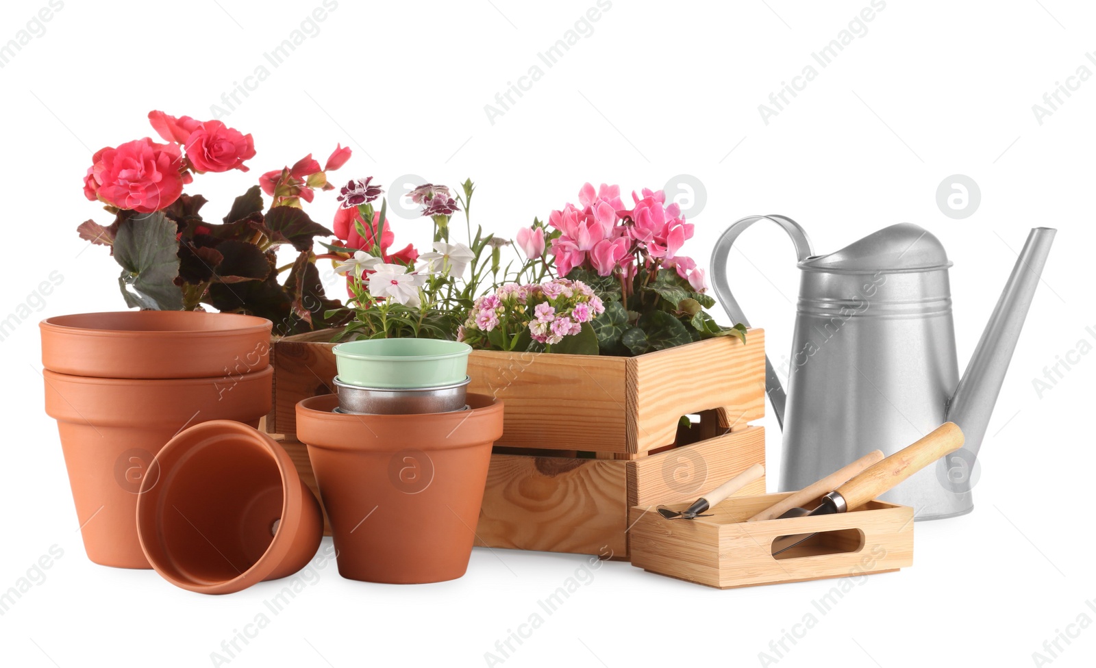 Photo of Beautiful flowers, pots and gardening tools isolated on white