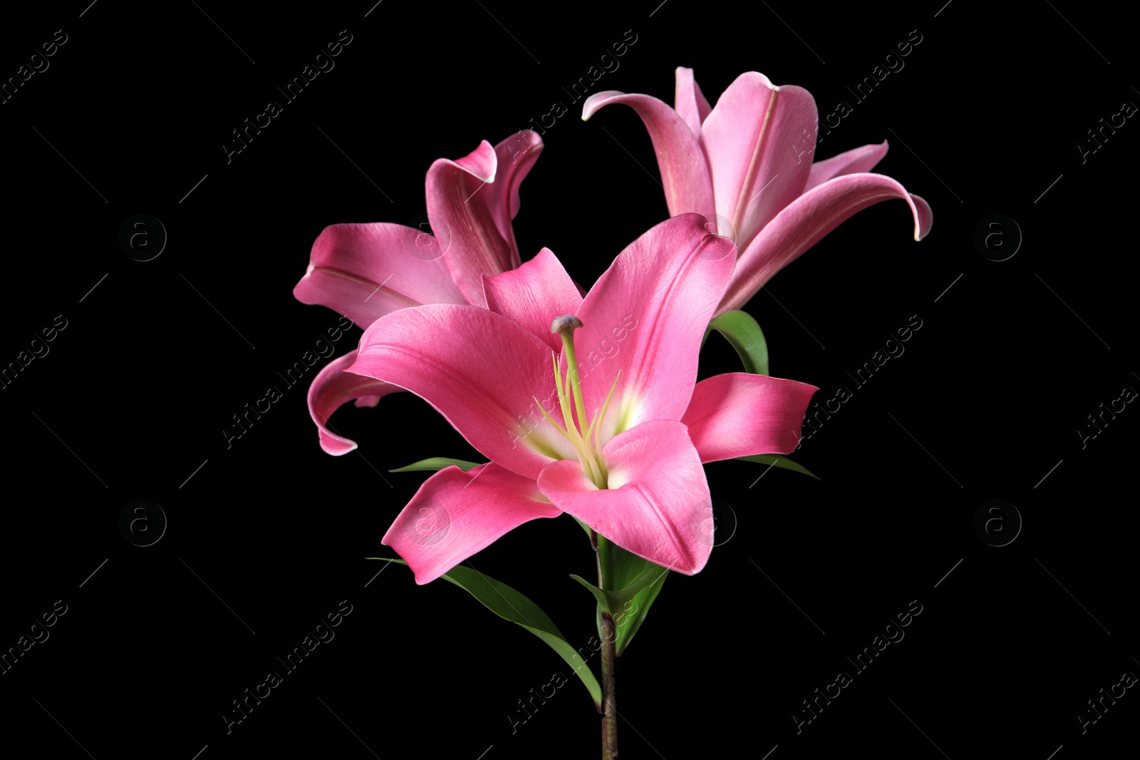 Photo of Beautiful pink lily flowers on black background