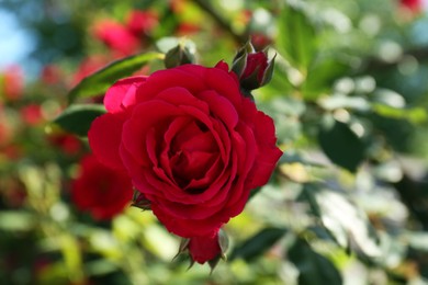 Beautiful blooming red rose on bush outdoors, closeup