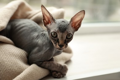 Photo of Adorable Sphynx kitten wrapped in plaid near window at home, space for text. Baby animal