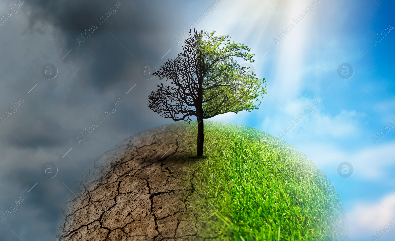 Image of Concept of climate changing. Half dead and alive tree outdoors