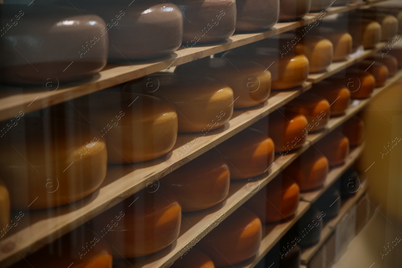 Photo of Fresh cheese heads on rack in factory warehouse