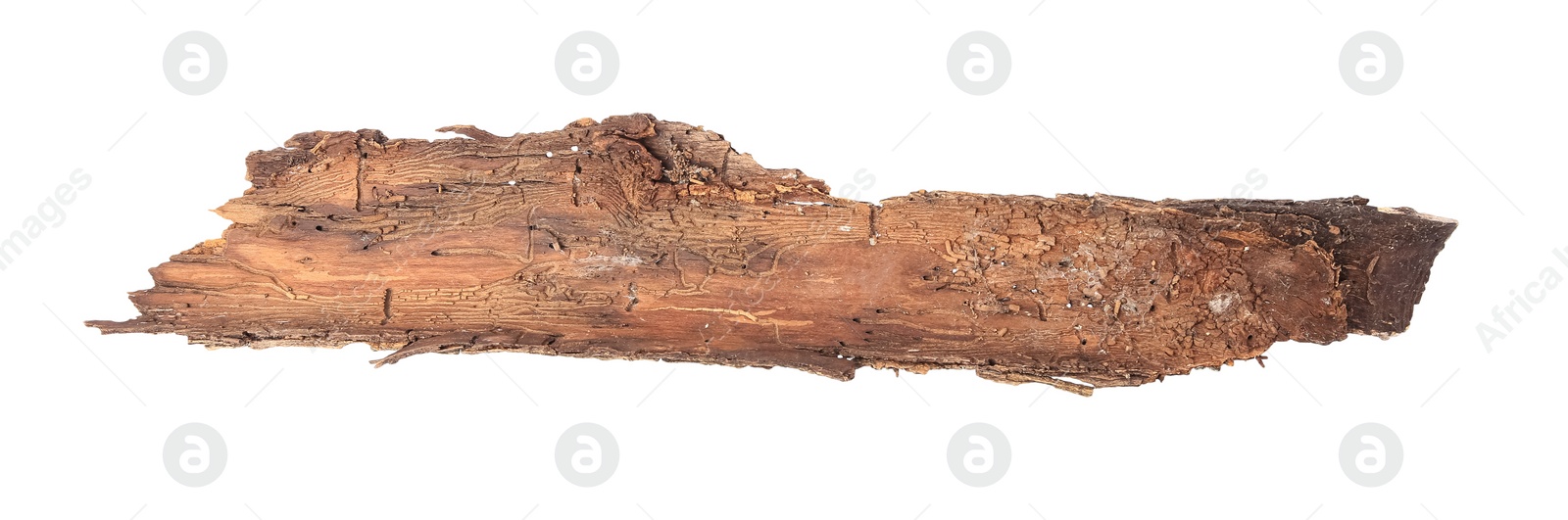 Photo of Tree bark piece isolated on white, top view