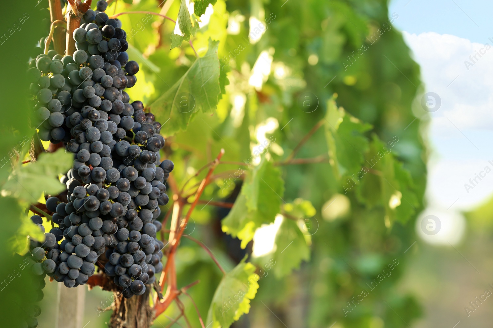 Photo of Fresh ripe juicy grapes growing in vineyard