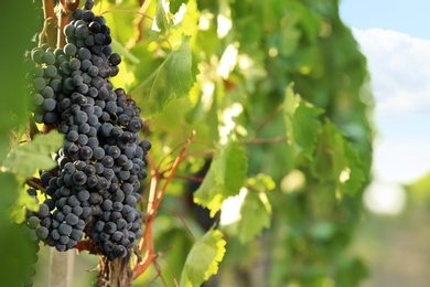 Fresh ripe juicy grapes growing in vineyard