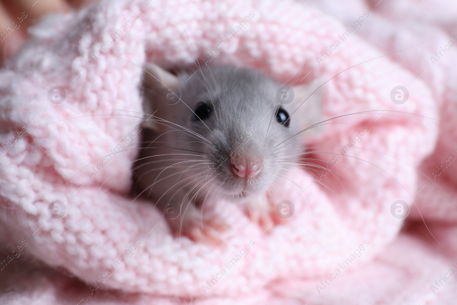 Photo of Cute small rat wrapped in pink knitted plaid, closeup