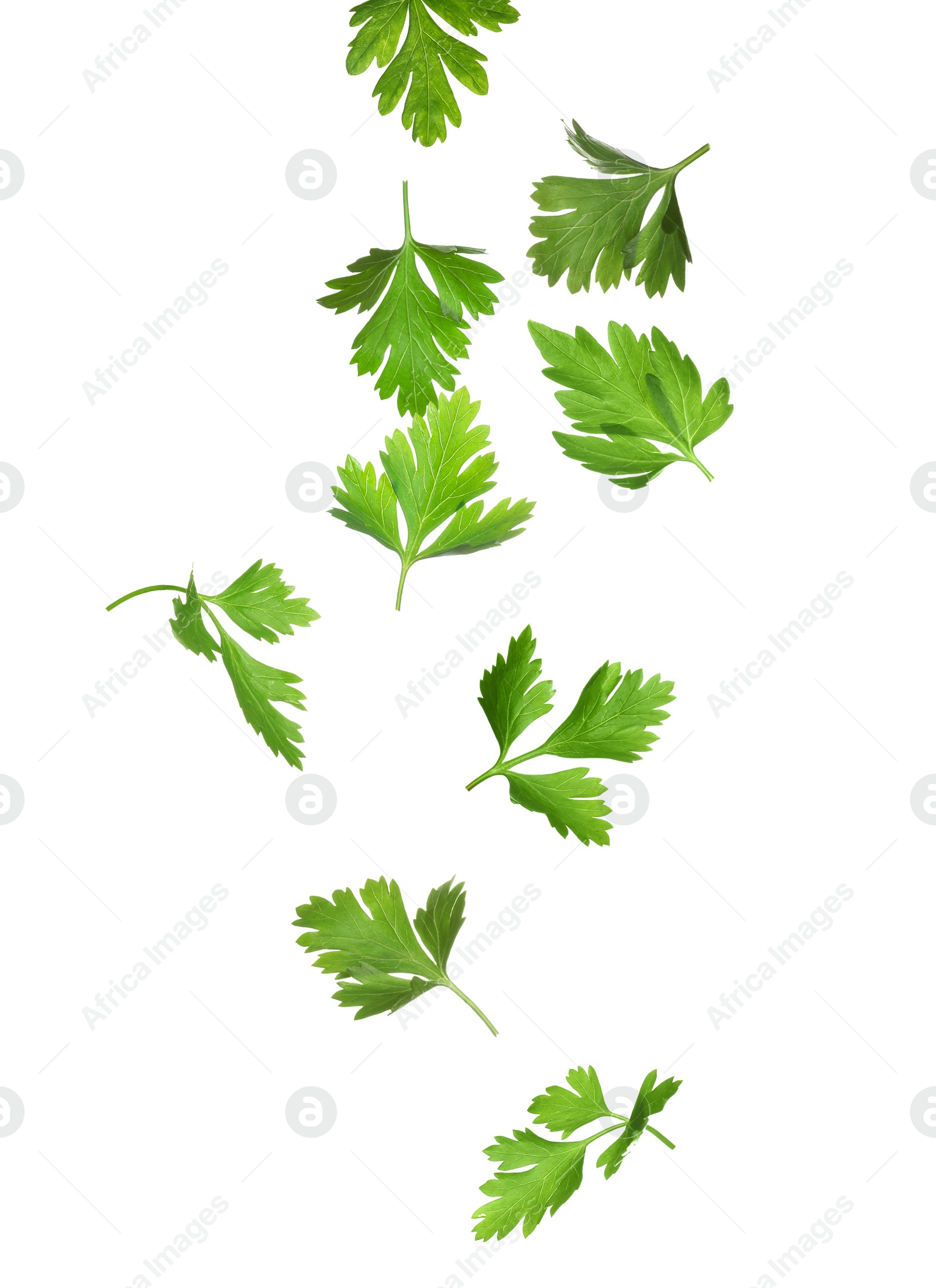 Image of Green parsley leaves falling on white background