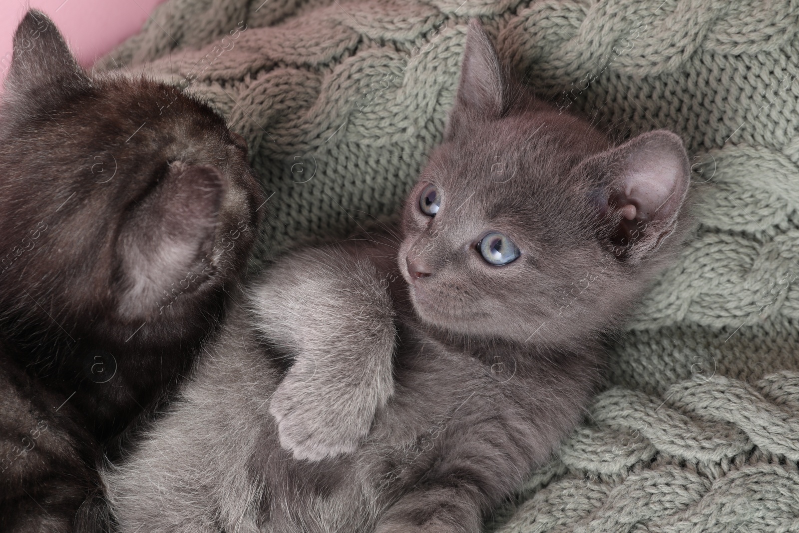 Photo of Cute fluffy kittens on blanket. Baby animals