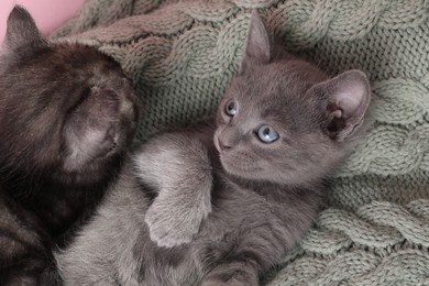 Cute fluffy kittens on blanket. Baby animals