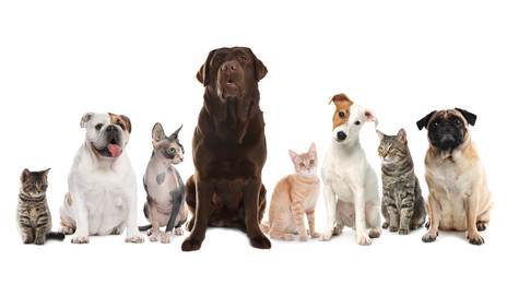 Cute dogs and cats on white background