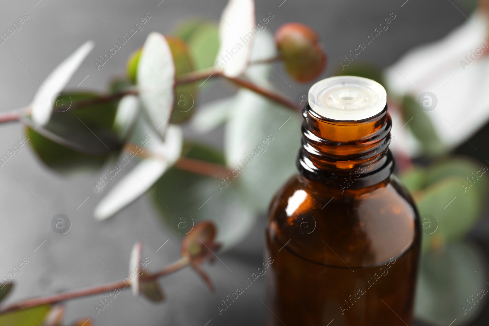 Photo of Bottle of eucalyptus essential oil and plant branches against light grey background, closeup. Space for text