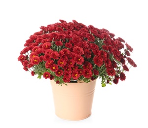 Photo of Pot with beautiful colorful chrysanthemum flowers on white background