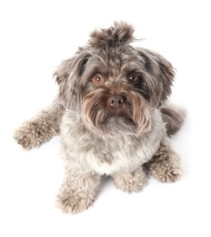 Photo of Cute Maltipoo dog on white background, above view. Lovely pet