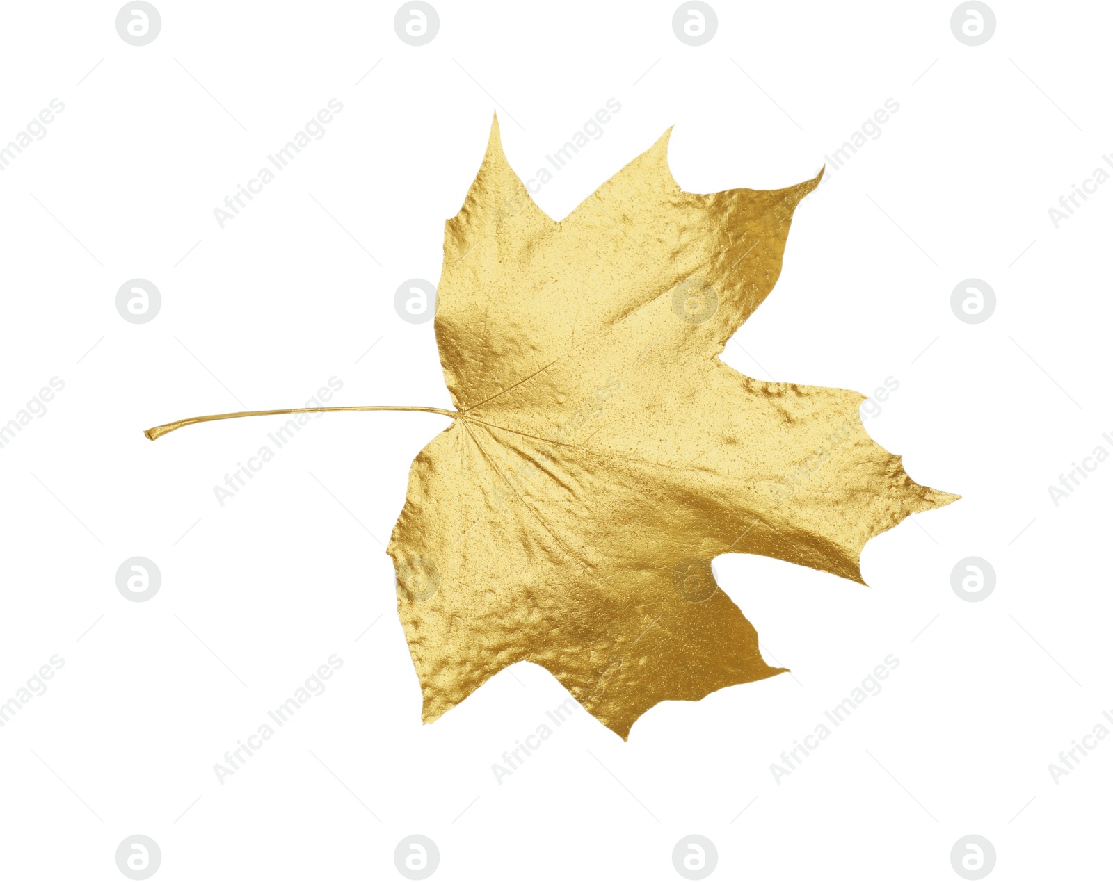 Photo of One golden maple leaf isolated on white. Autumn season