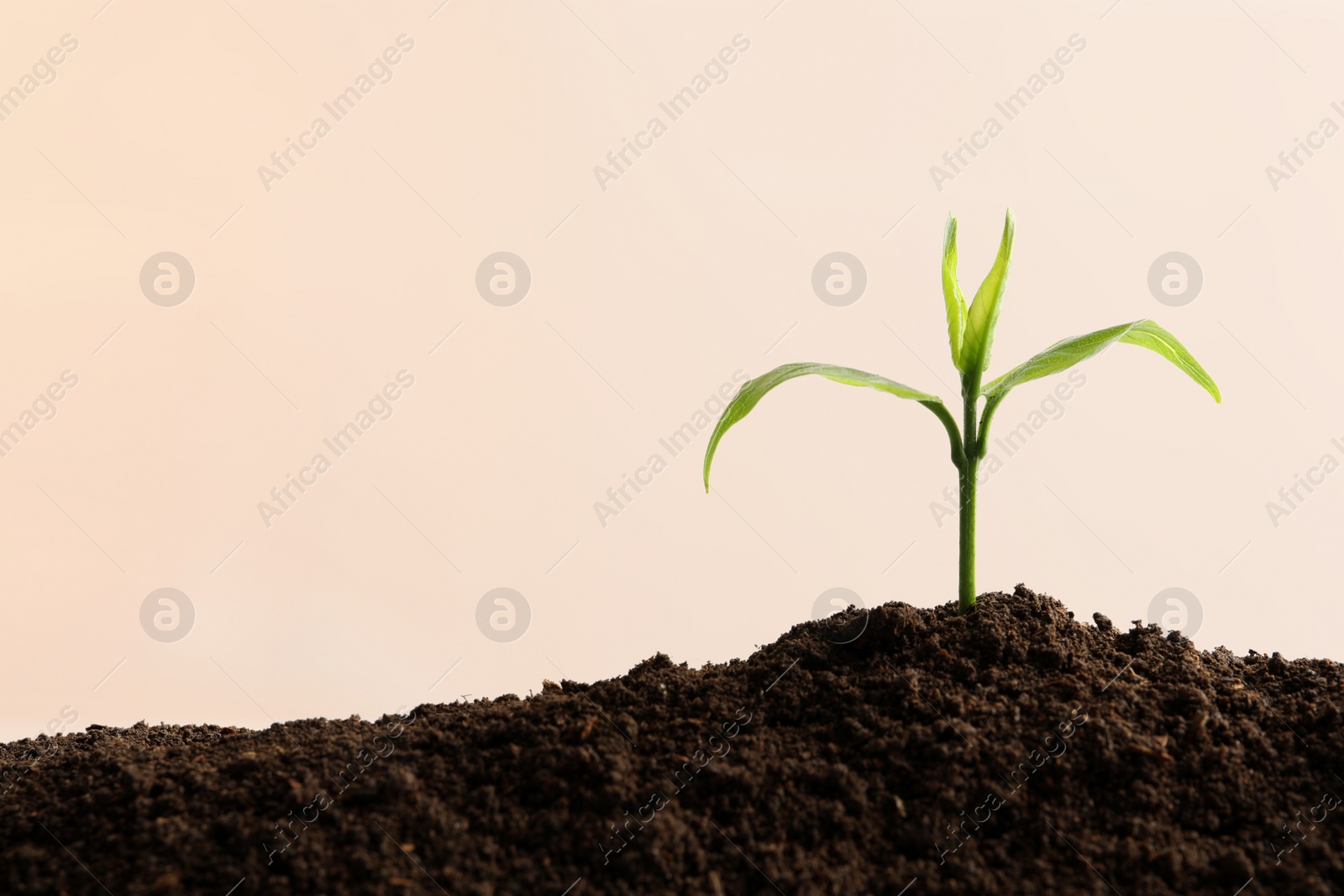 Photo of Young seedling in fertile soil on light background, space for text