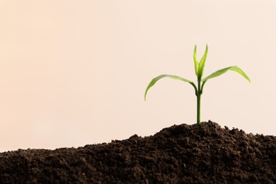 Young seedling in fertile soil on light background, space for text