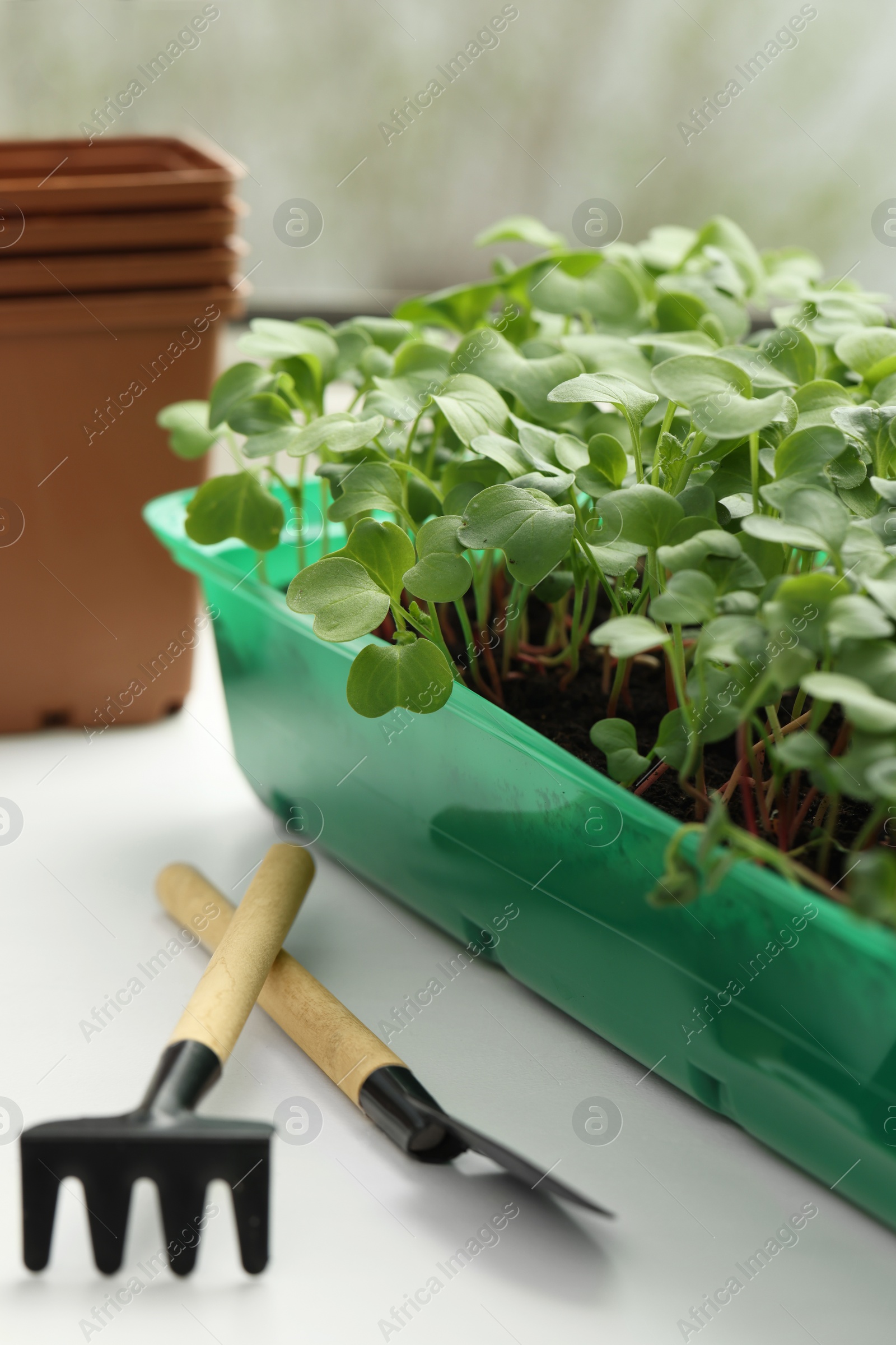 Photo of Fresh microgreens growing in plastic containers with soil and gardening tools on windowsill