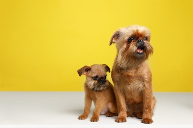 Studio portrait of funny Brussels Griffon dogs on color background. Space for text