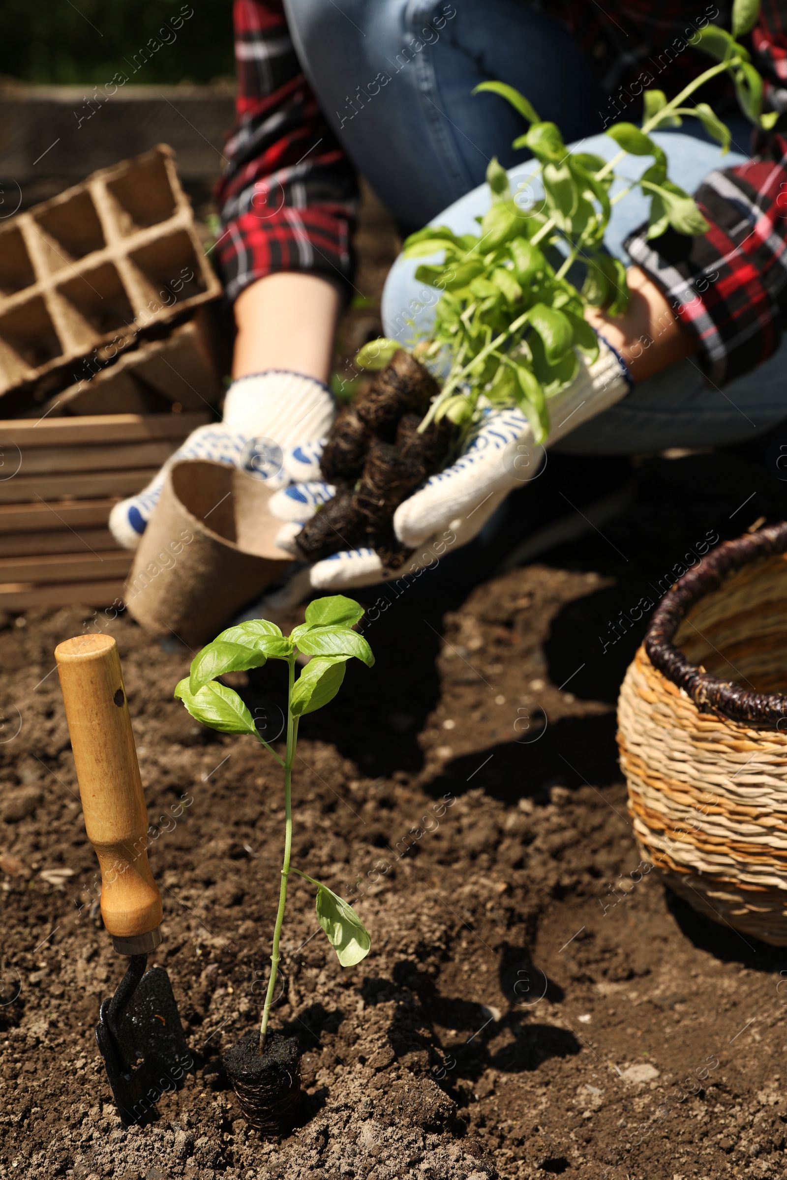 Photo of Woman planting seedlings outdoors on sunny day, selective focus