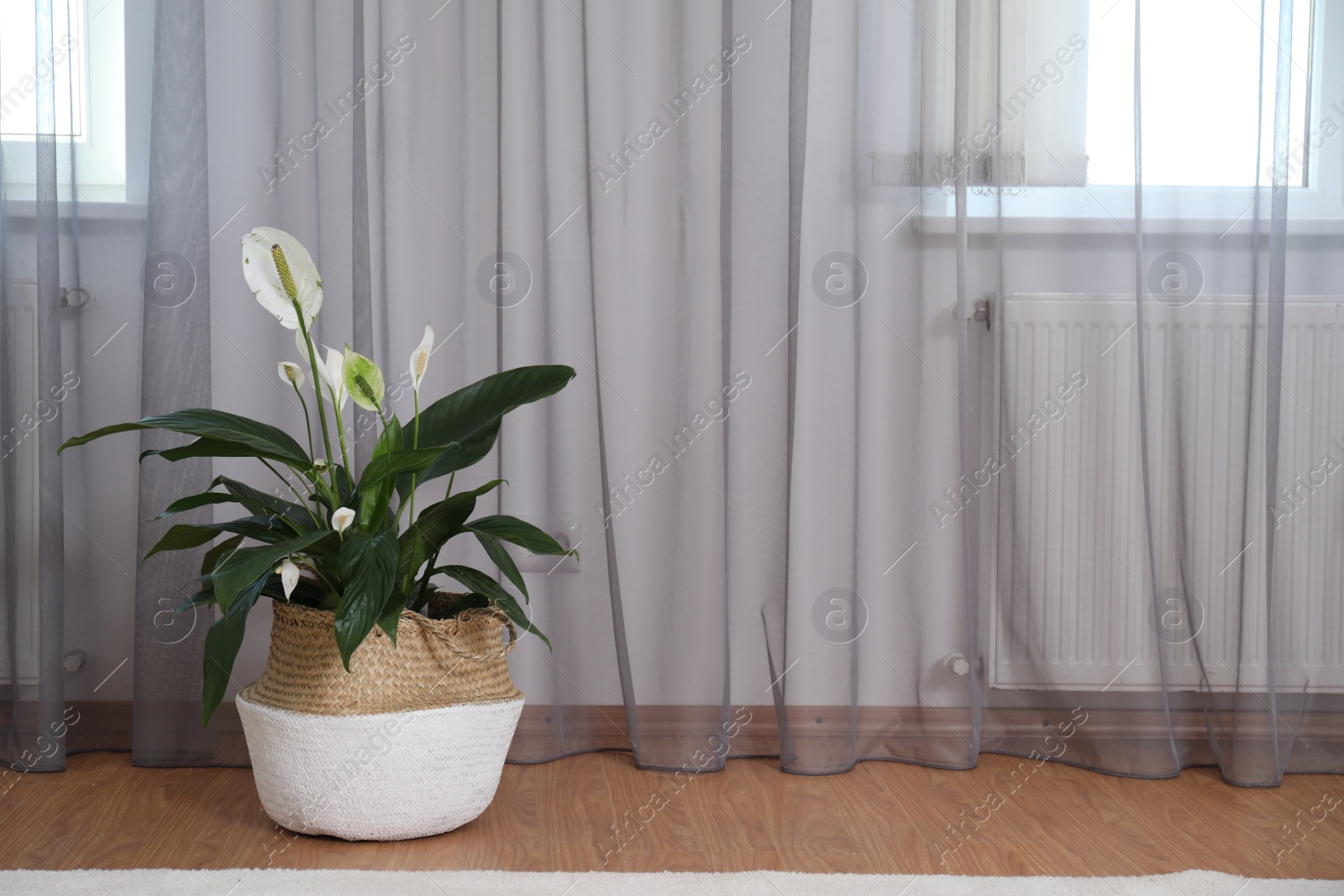 Photo of Beautiful peace lily in wicker pot near window indoors. Interior design idea