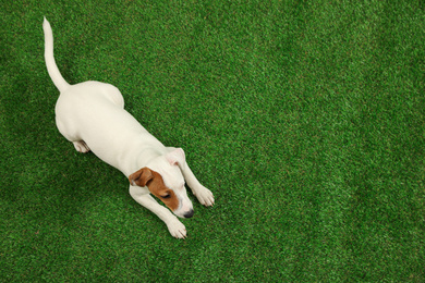 Photo of Cute Jack Russel Terrier on green grass, top view with space for text. Lovely dog