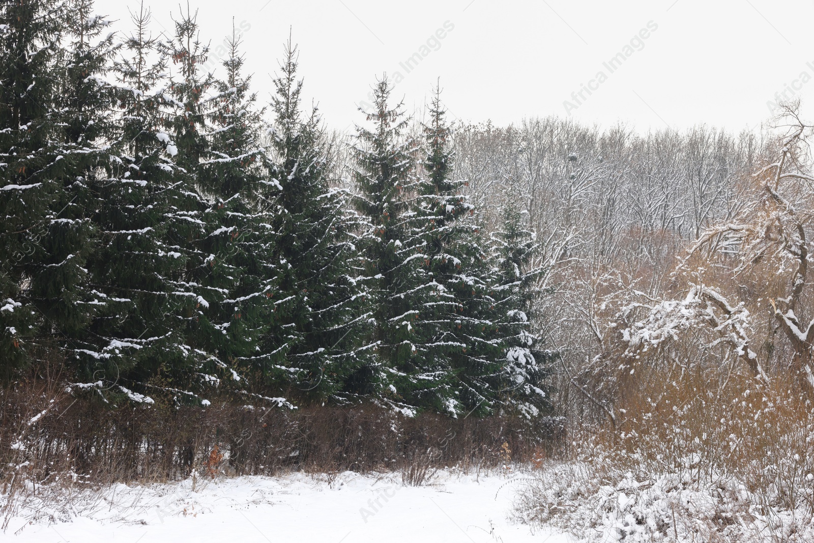 Trees covered with snow in winter park Photo of Trees covered with snow in winter park