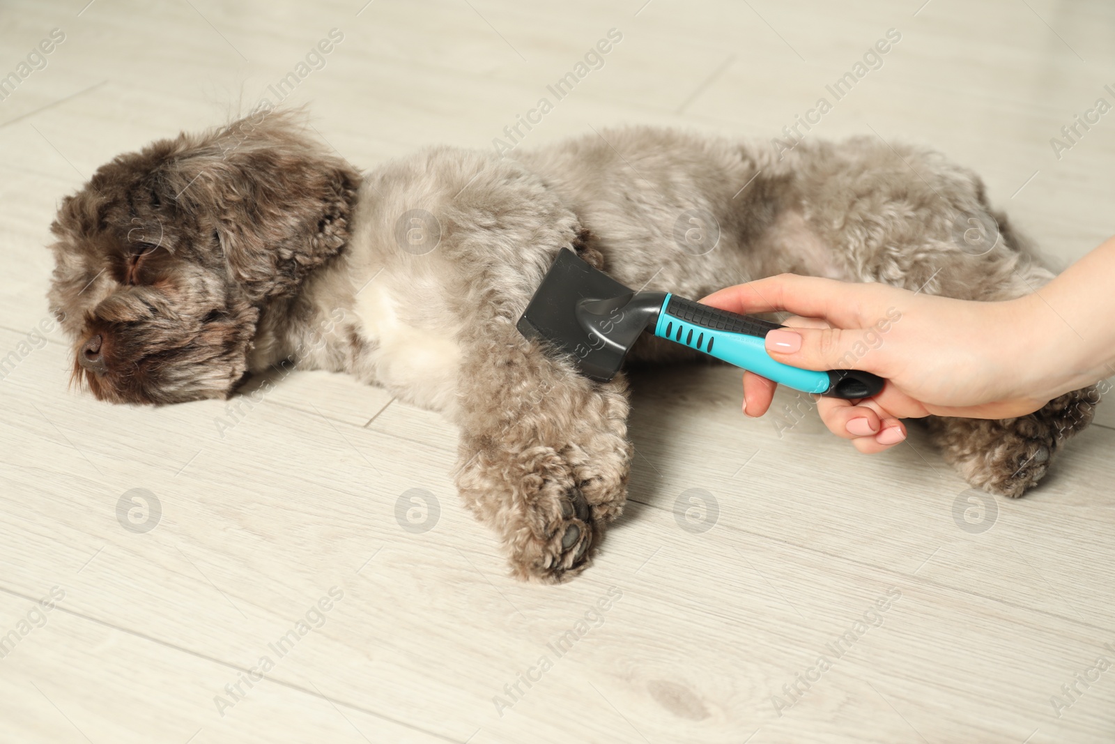 Photo of Woman brushing cute Maltipoo dog indoors, closeup. Lovely pet