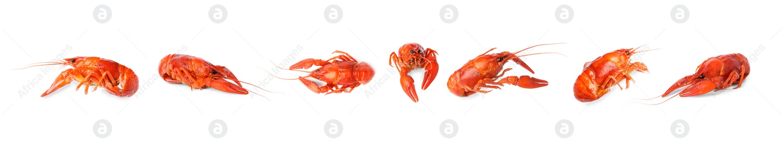 Image of Set of tasty cooked crayfishes on white background. Banner design