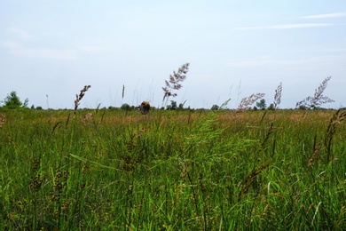 Beautiful view of meadow with fresh green grass