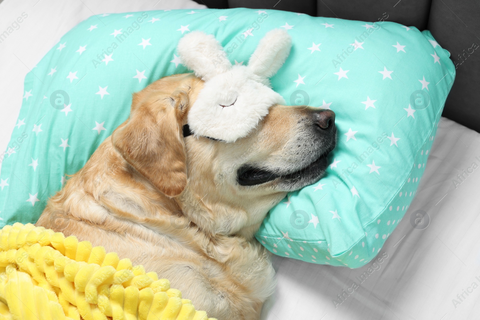 Photo of Cute Labrador Retriever with sleep mask resting on pillow in bed