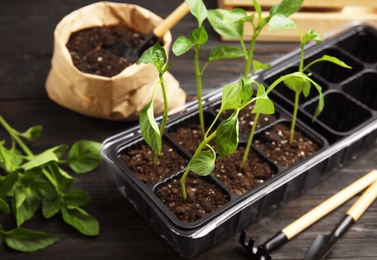 Vegetable seedlings in plastic tray on table