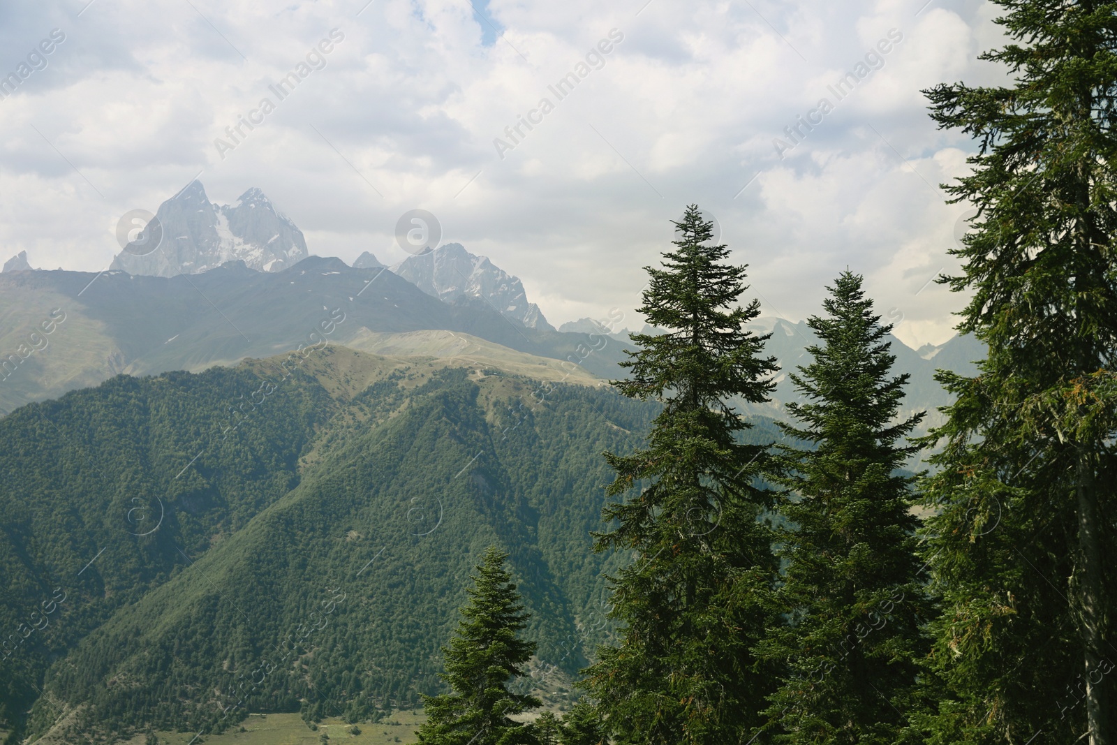 Photo of Beautiful mountain landscape with spruce trees on sunny day