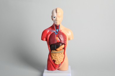 Photo of Human anatomy mannequin showing internal organs on grey background
