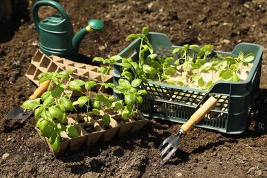 Beautiful seedlings in container and crate prepared for transplanting on ground outdoors