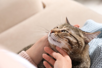 Photo of Cute tabby cat with owner on sofa, closeup. Friendly pet