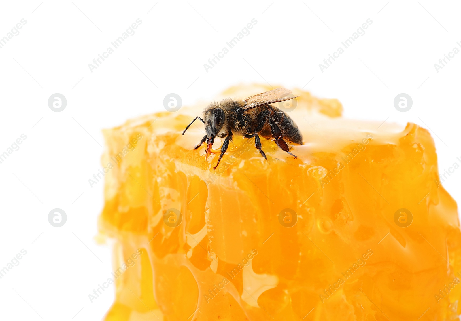 Photo of Honeycomb and bee on white background. Domesticated insect