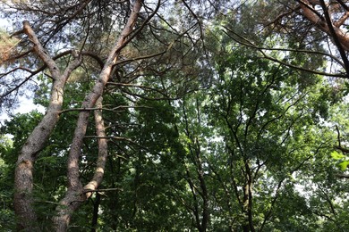 Photo of Beautiful green trees in forest, low angle view