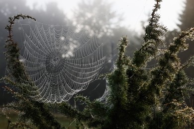 Closeup view of cobweb with dew drops on plants in forest