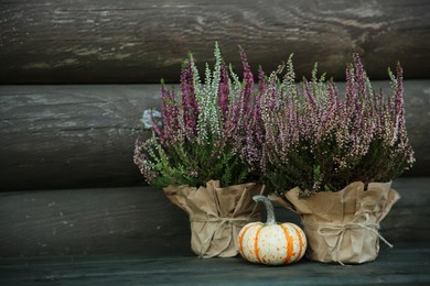 Beautiful heather flowers in pots and pumpkin on table near wooden wall, space for text