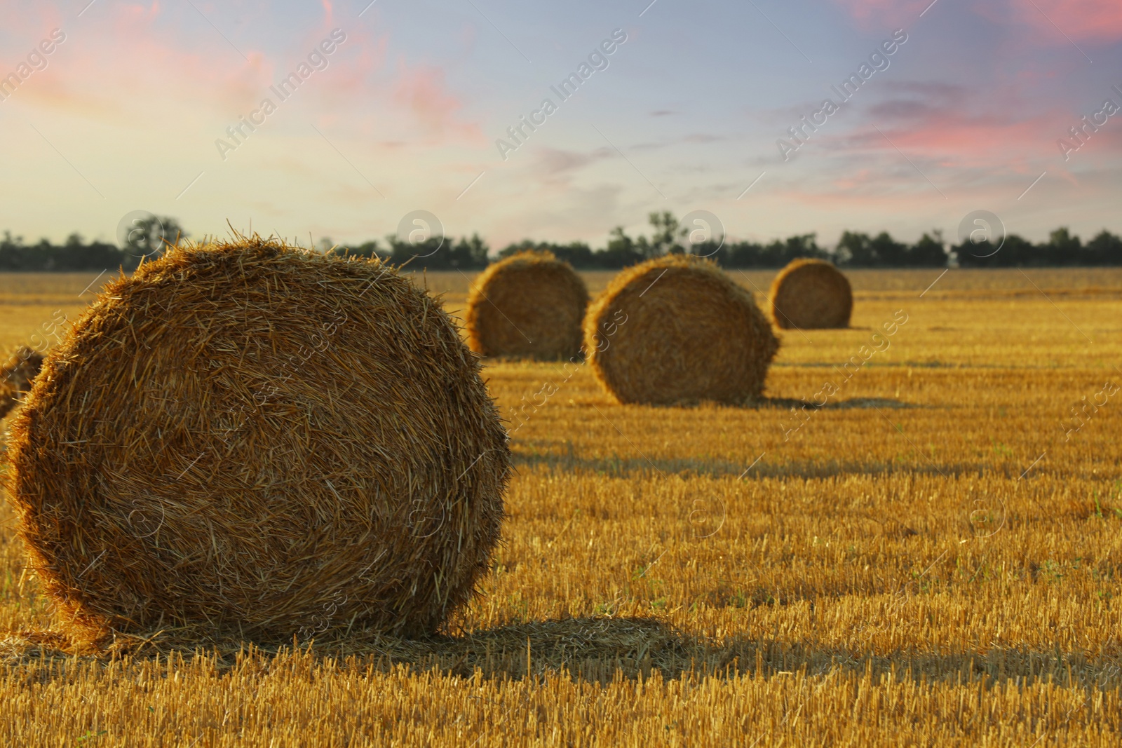 Photo of Beautiful view of agricultural field with hay bales