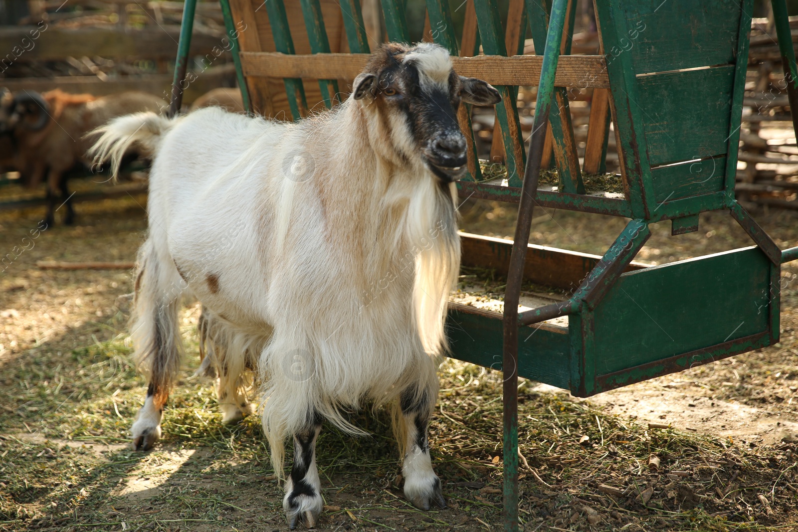 Photo of Beautiful white goat in yard. Farm animal