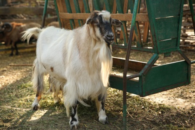 Photo of Beautiful white goat in yard. Farm animal