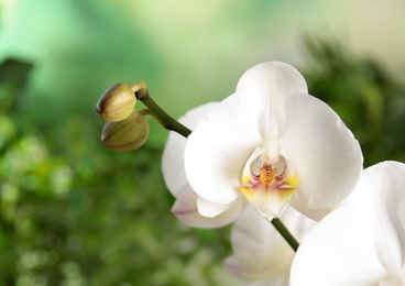 Photo of Beautiful tropical orchid flowers on blurred background. Space for text