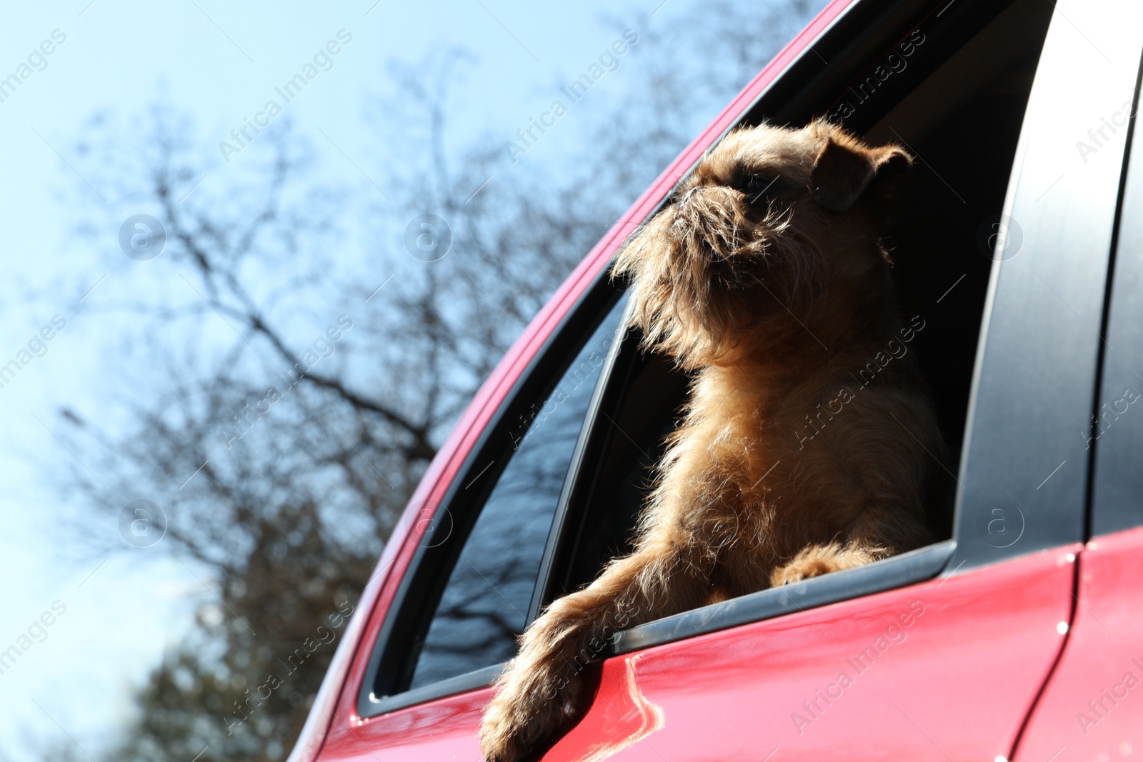 Photo of Adorable little dog looking out from car window, low angle view. Exciting travel
