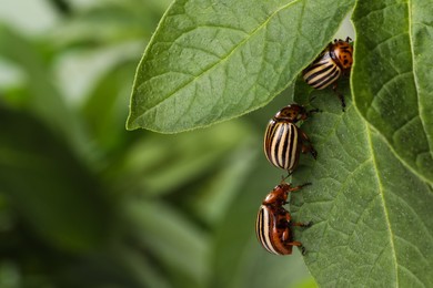 Colorado potato beetles on green plant against blurred background, closeup. Space for text