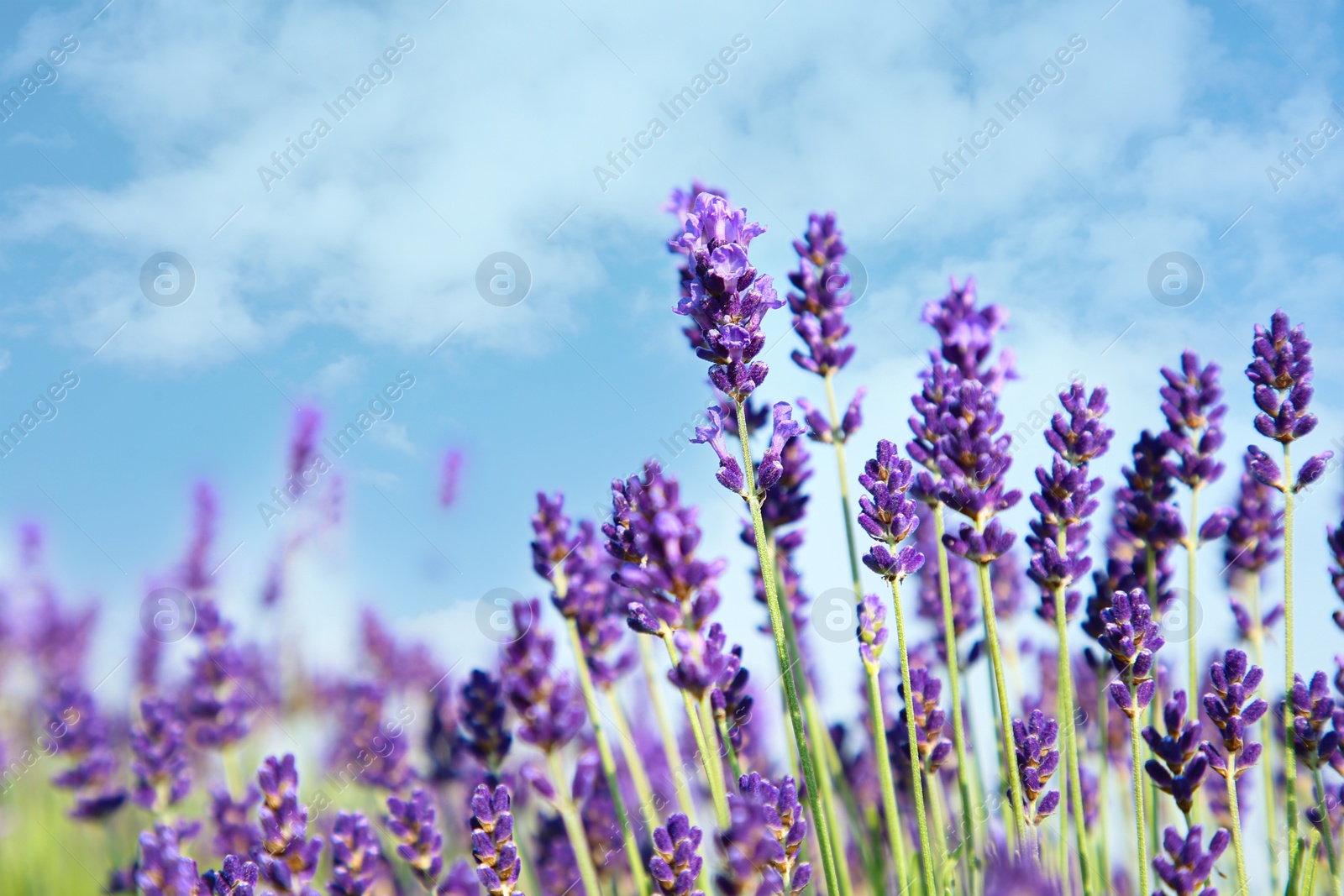 Photo of Beautiful blooming lavender growing in field, closeup. Space for text