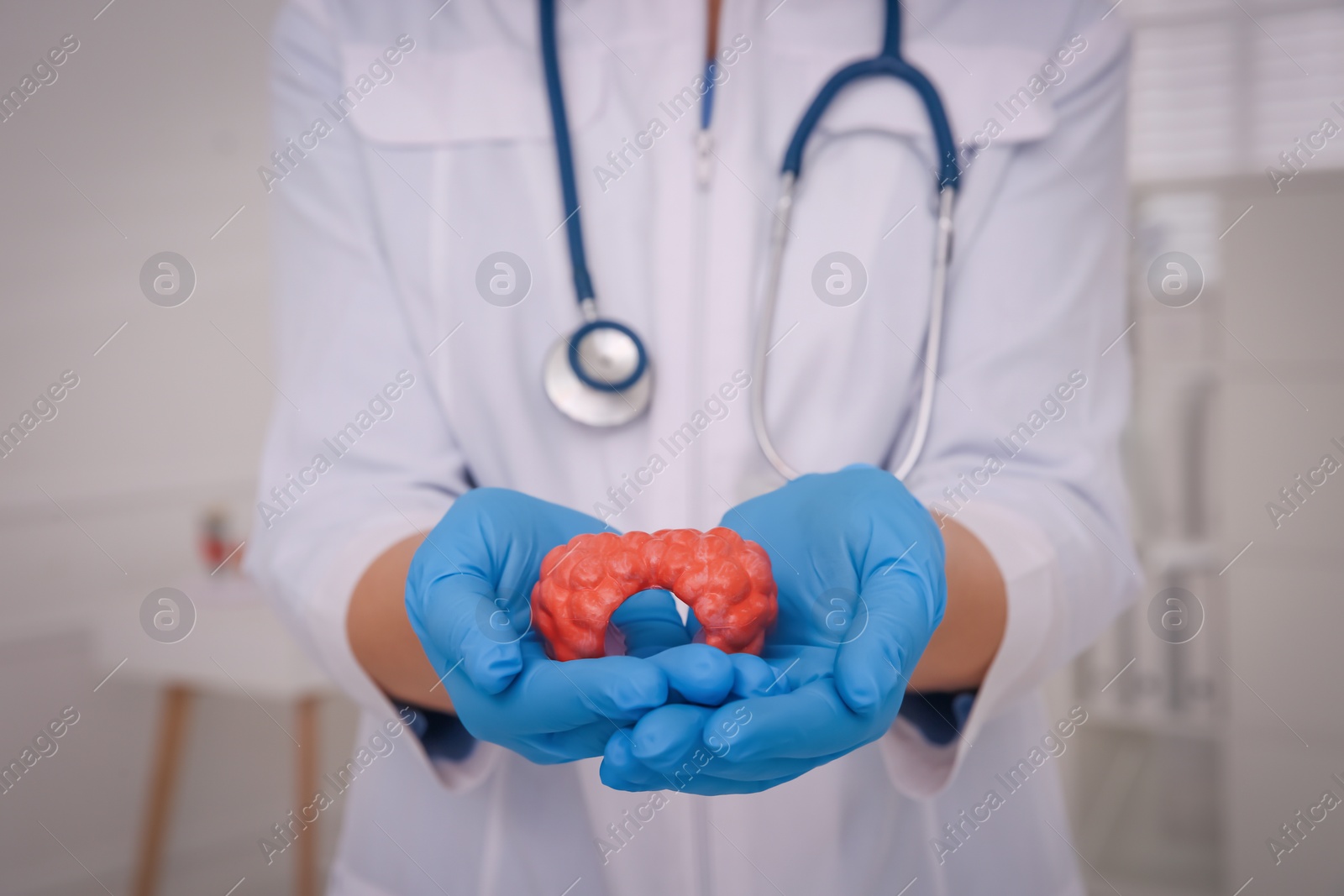 Photo of Doctor holding thyroid gland model in hospital, closeup