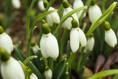 Photo of Fresh blooming snowdrop flowers growing outdoors, closeup