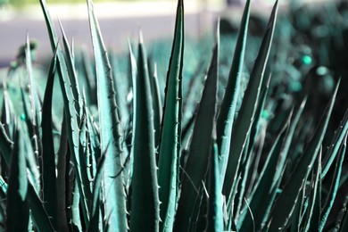 Closeup view of beautiful Agave plant growing outdoors